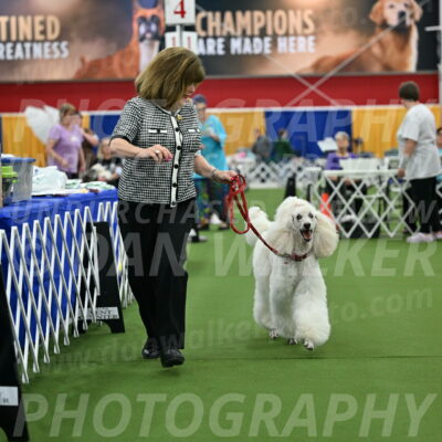 Parade-of-Titles_2784