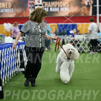 Parade-of-Titles_2786