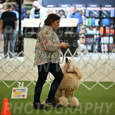 Ring-4-Afternoon-Rally_2129