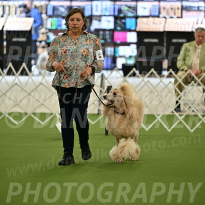 Ring-4-Afternoon-Rally_2132