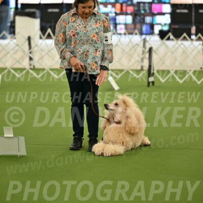 Ring-4-Afternoon-Rally_2139