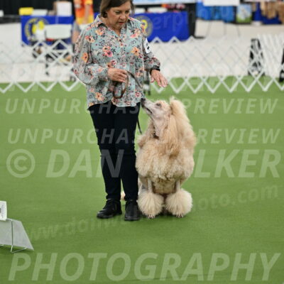 Ring-4-Afternoon-Rally_2140