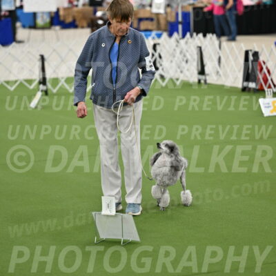 Ring-4-Afternoon-Rally_2178