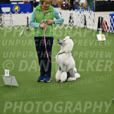 Ring-4-Afternoon-Rally_2194