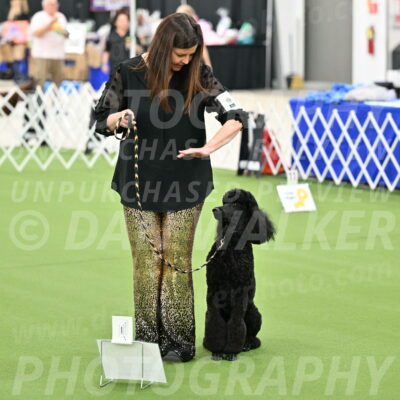 Ring-4-Afternoon-Rally_2280