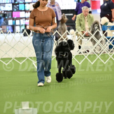 Ring-4-Afternoon-Rally_2331