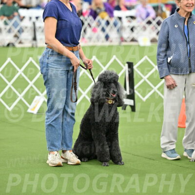 Ring-4-Afternoon-Rally_2373