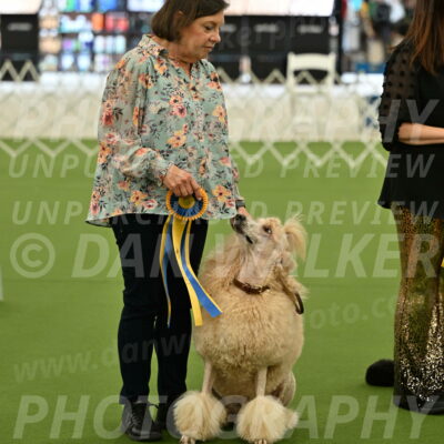 Ring-4-Afternoon-Rally_2384