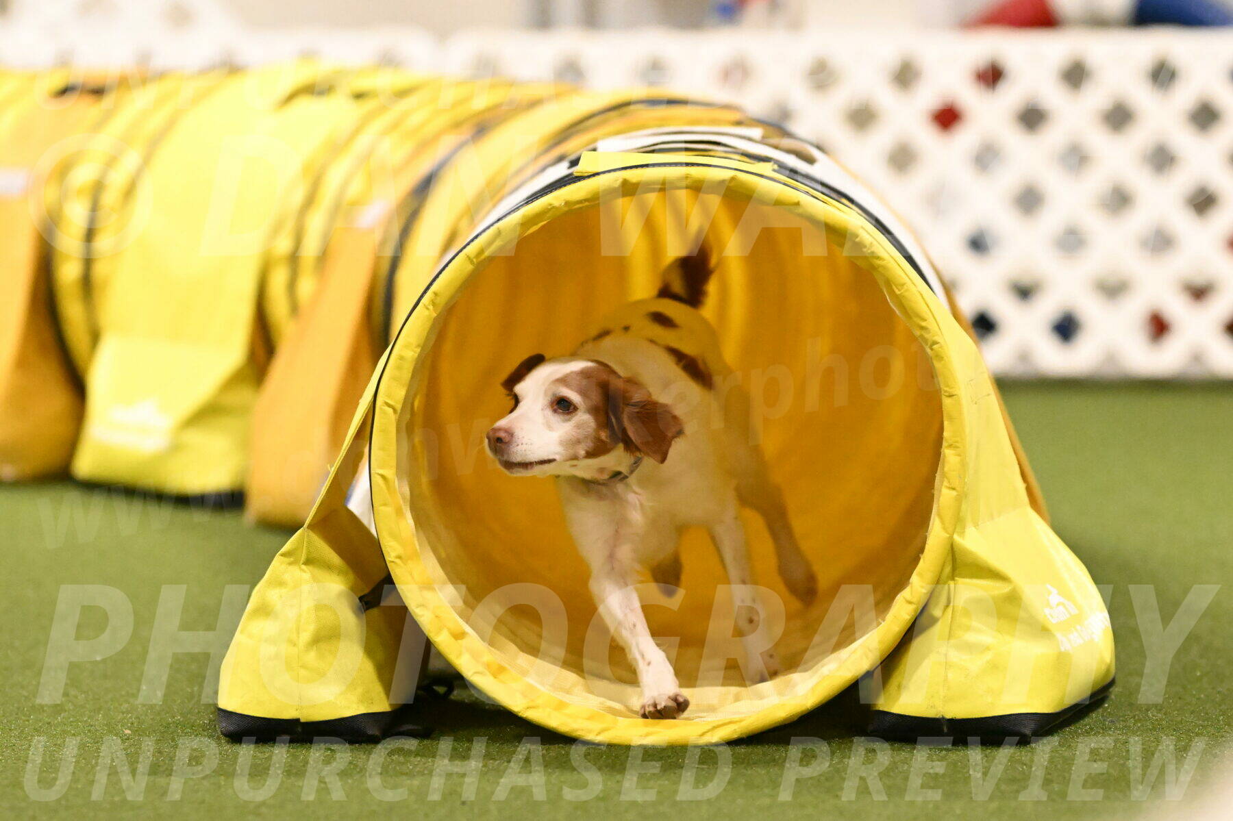 Ana-Jamie-Thompson-09010