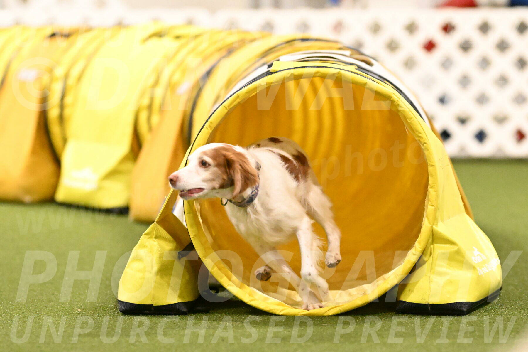 Ana-Jamie-Thompson-09011