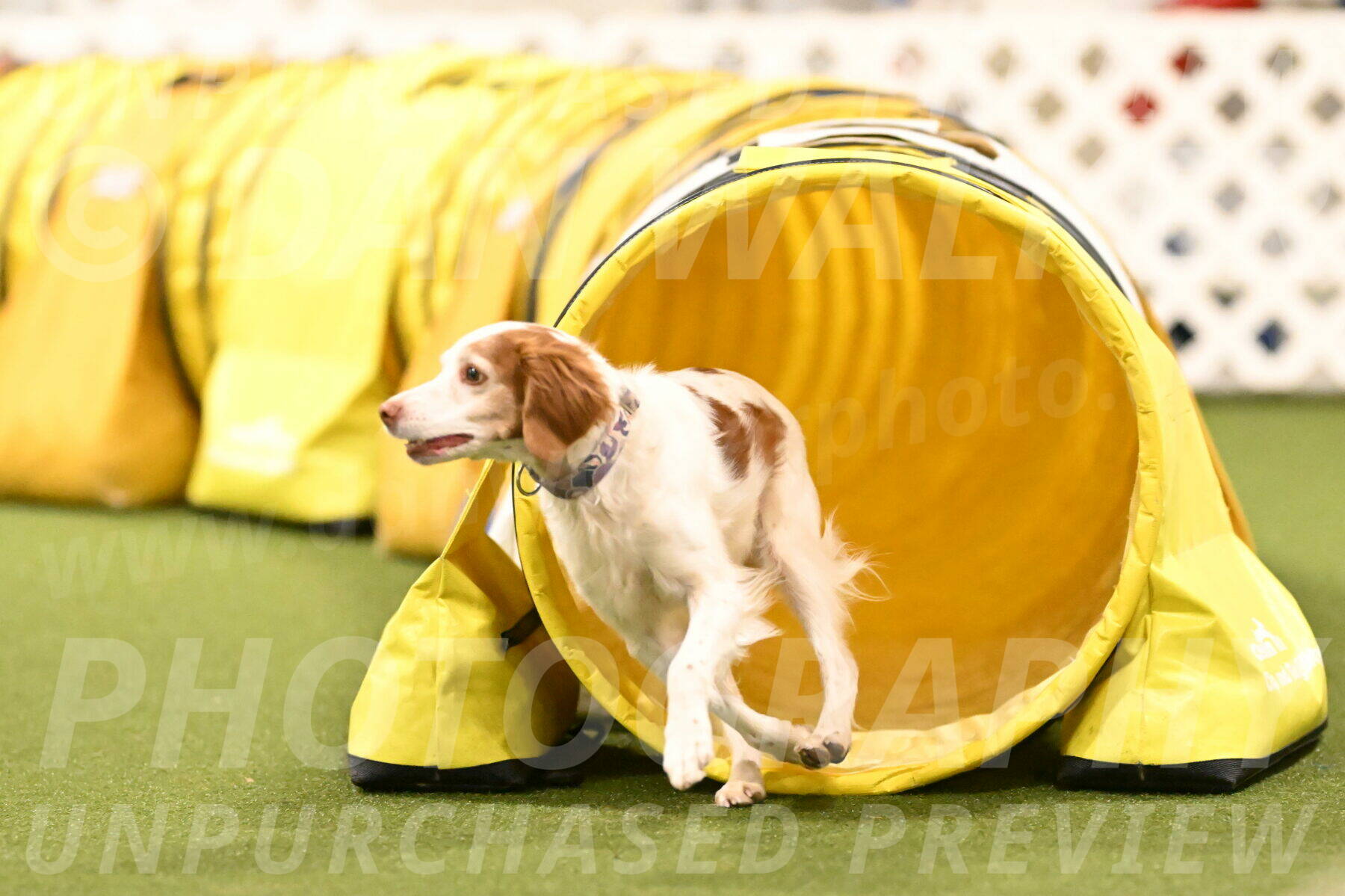 Ana-Jamie-Thompson-09012