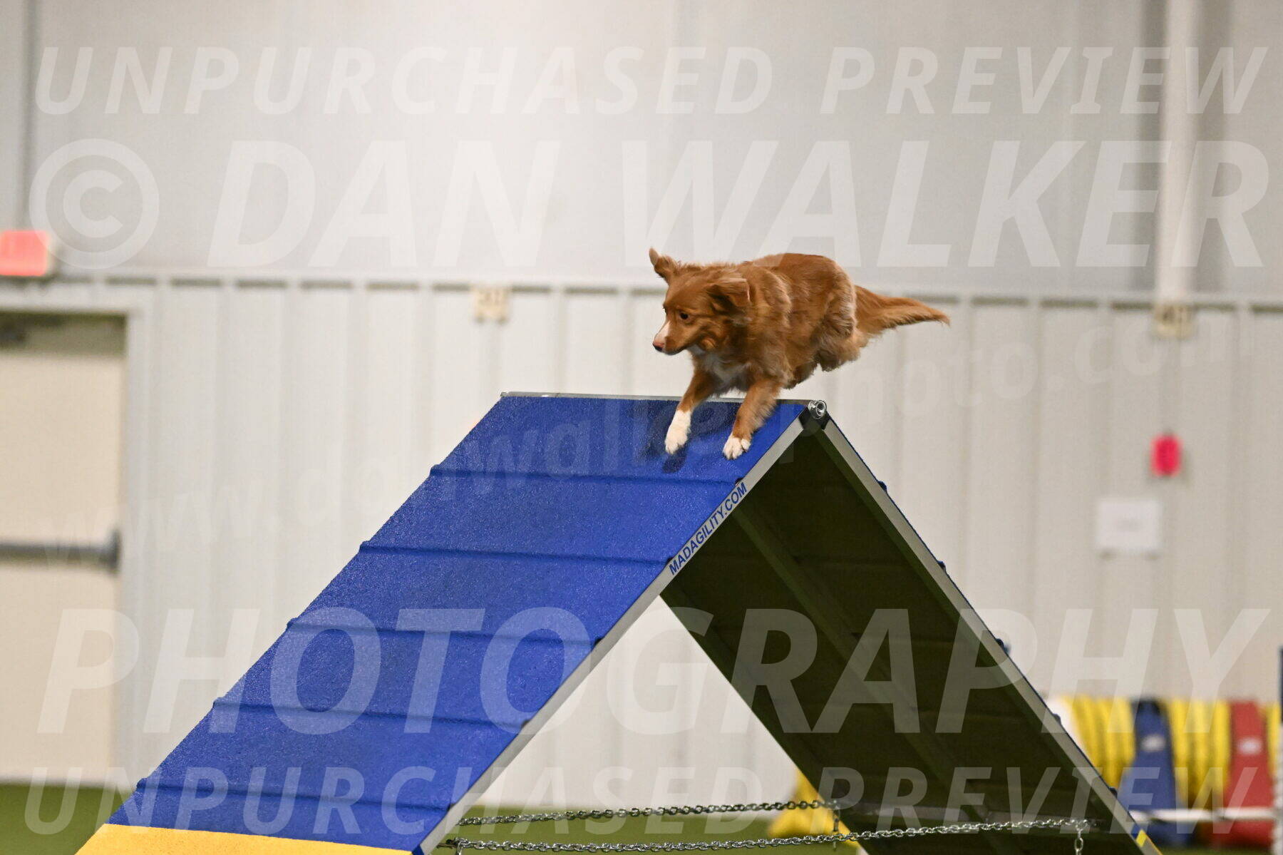 Basil-Cindy-Fink-02117