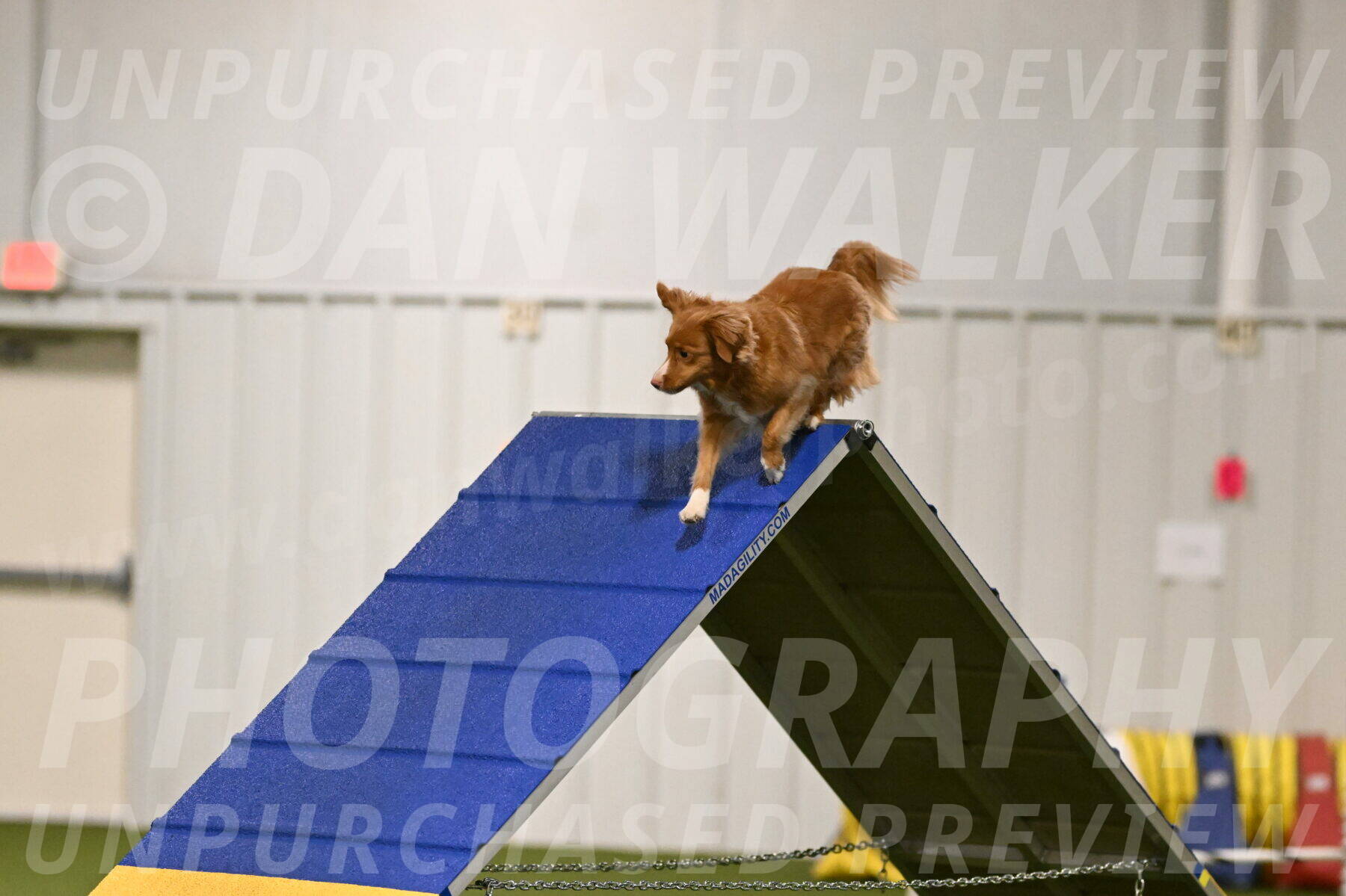 Basil-Cindy-Fink-02118