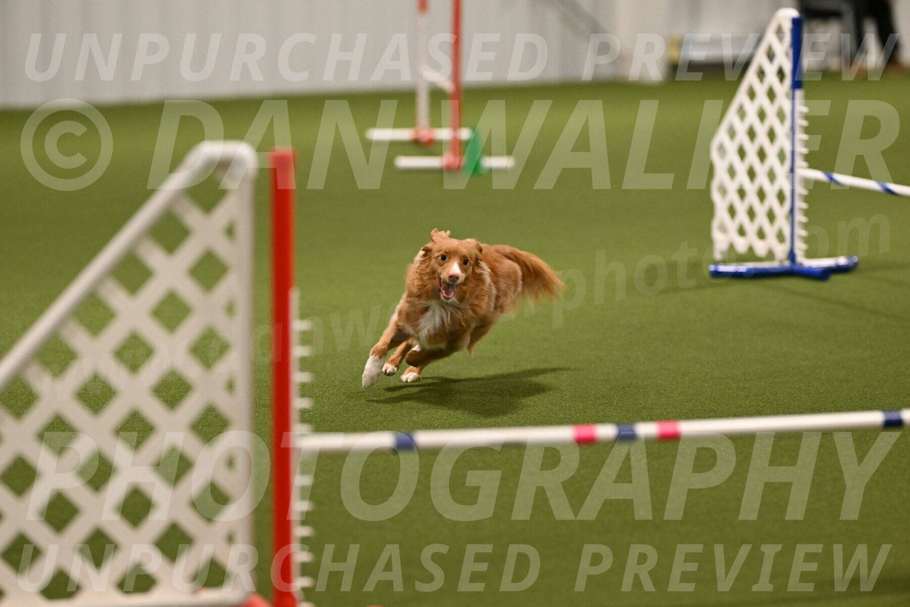 Basil-Cindy-Fink-02125