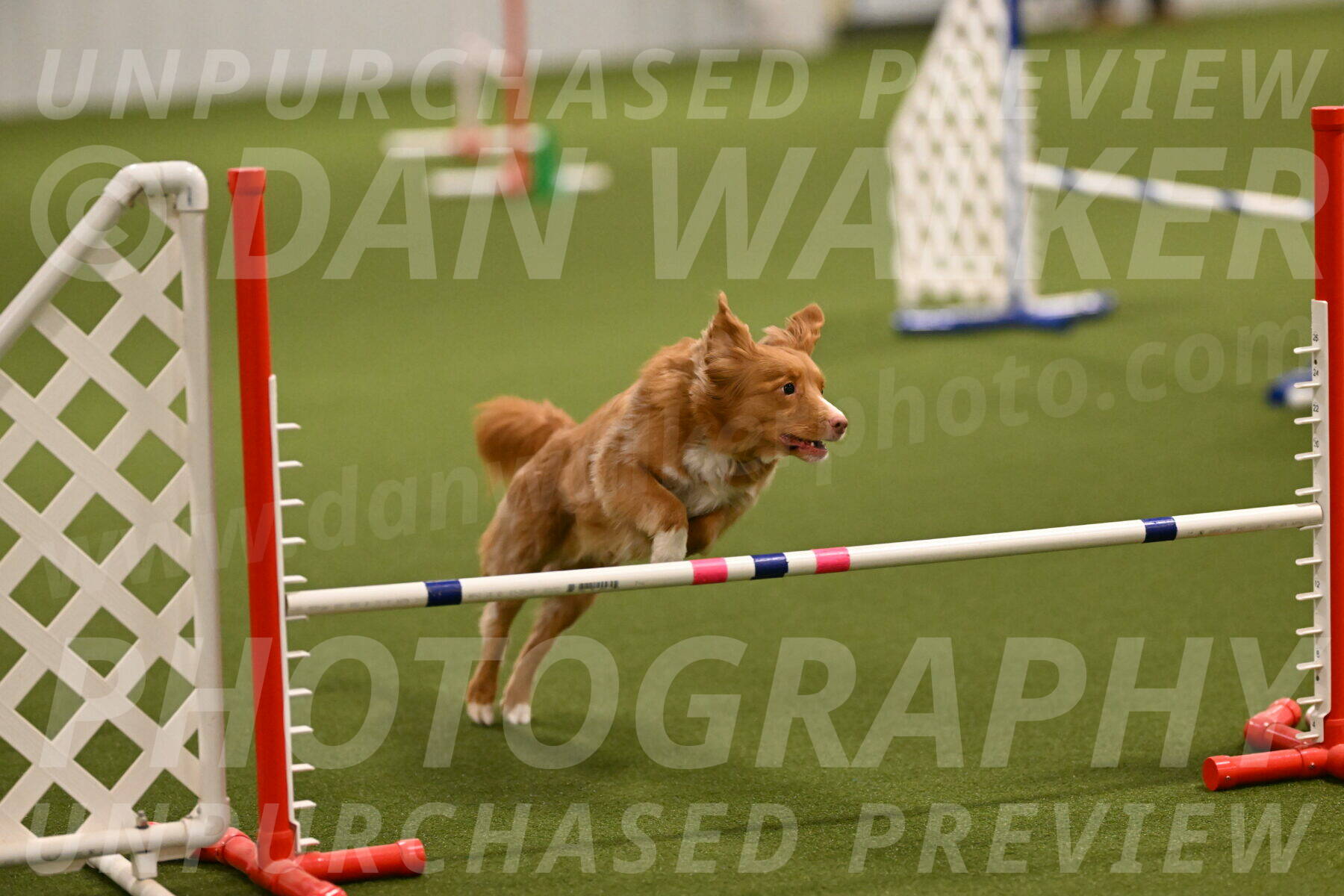 Basil-Cindy-Fink-02126