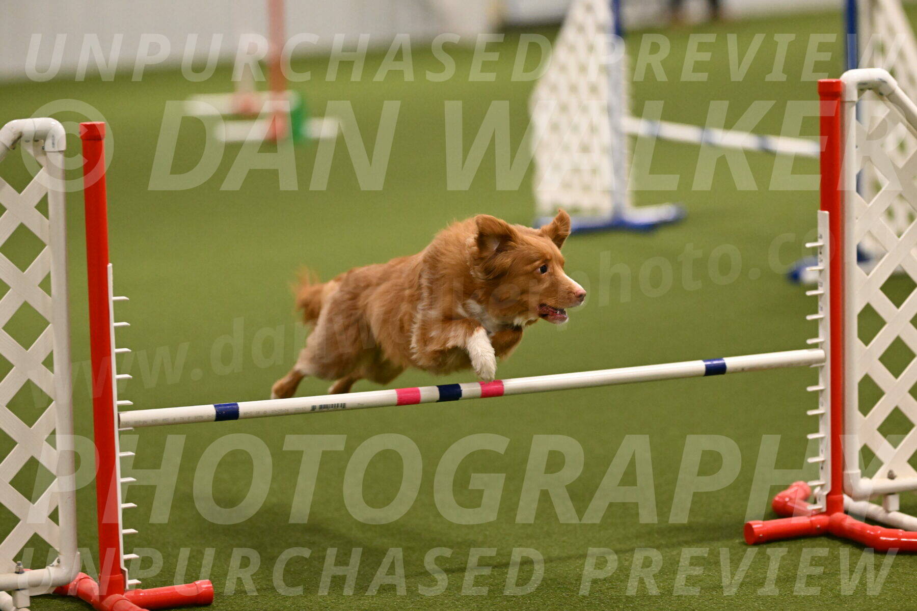 Basil-Cindy-Fink-02127