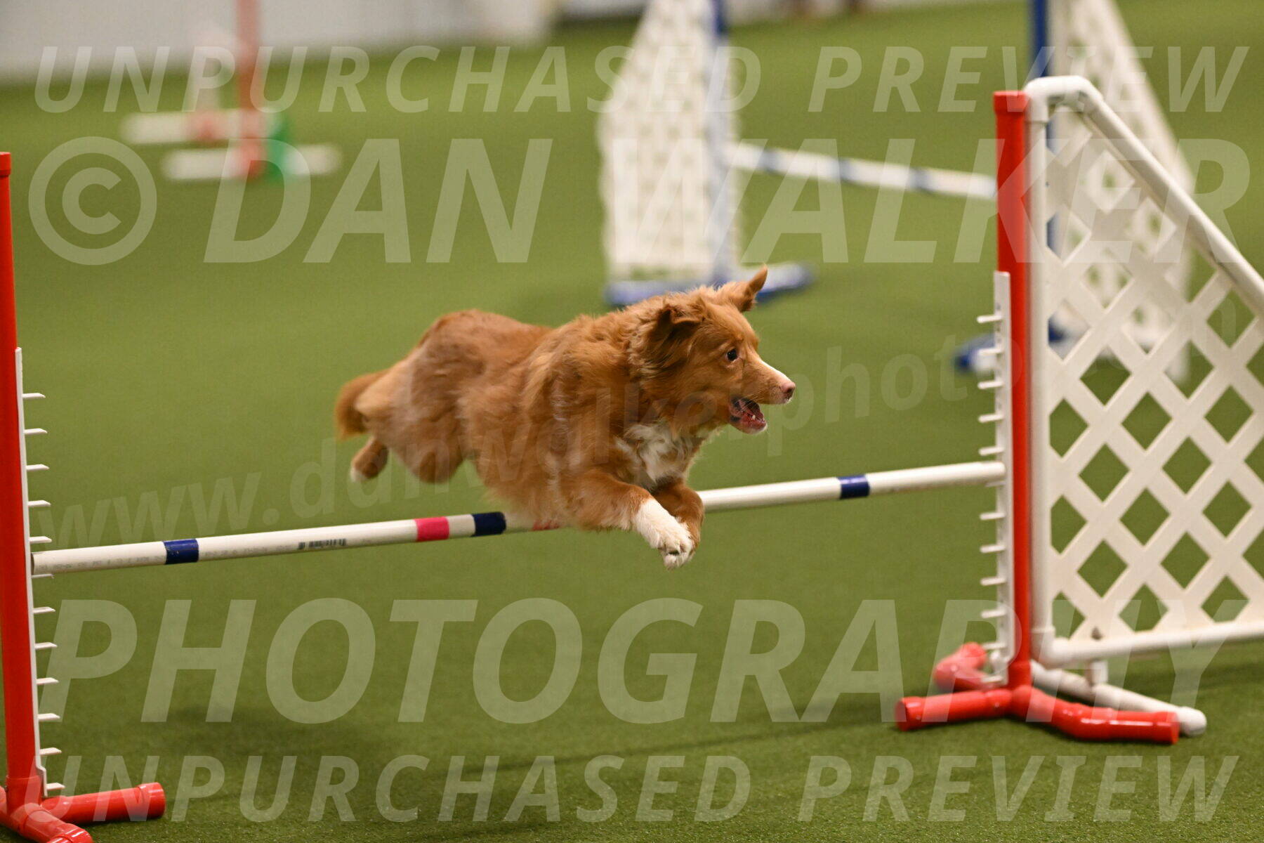 Basil-Cindy-Fink-02128