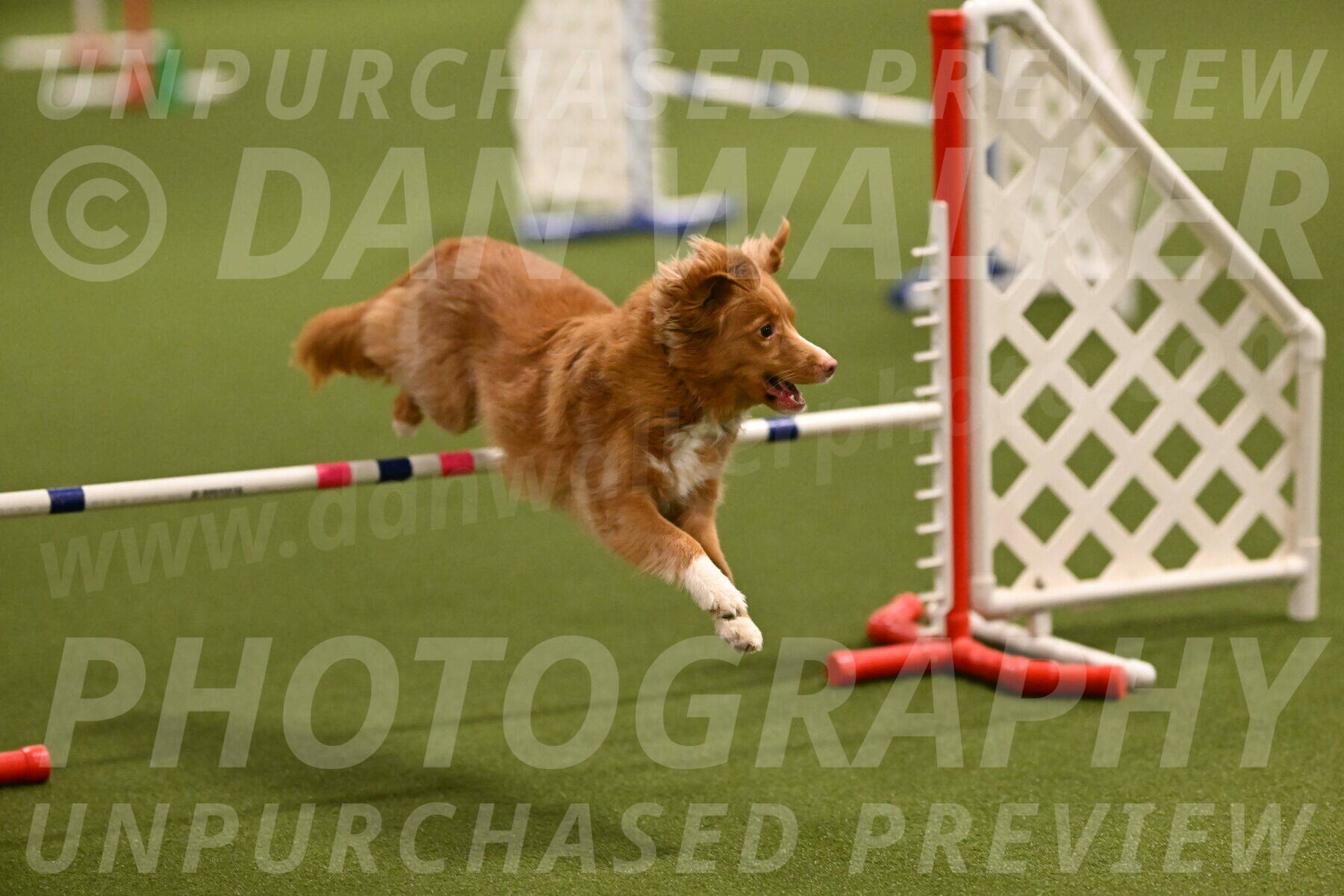 Basil-Cindy-Fink-02129