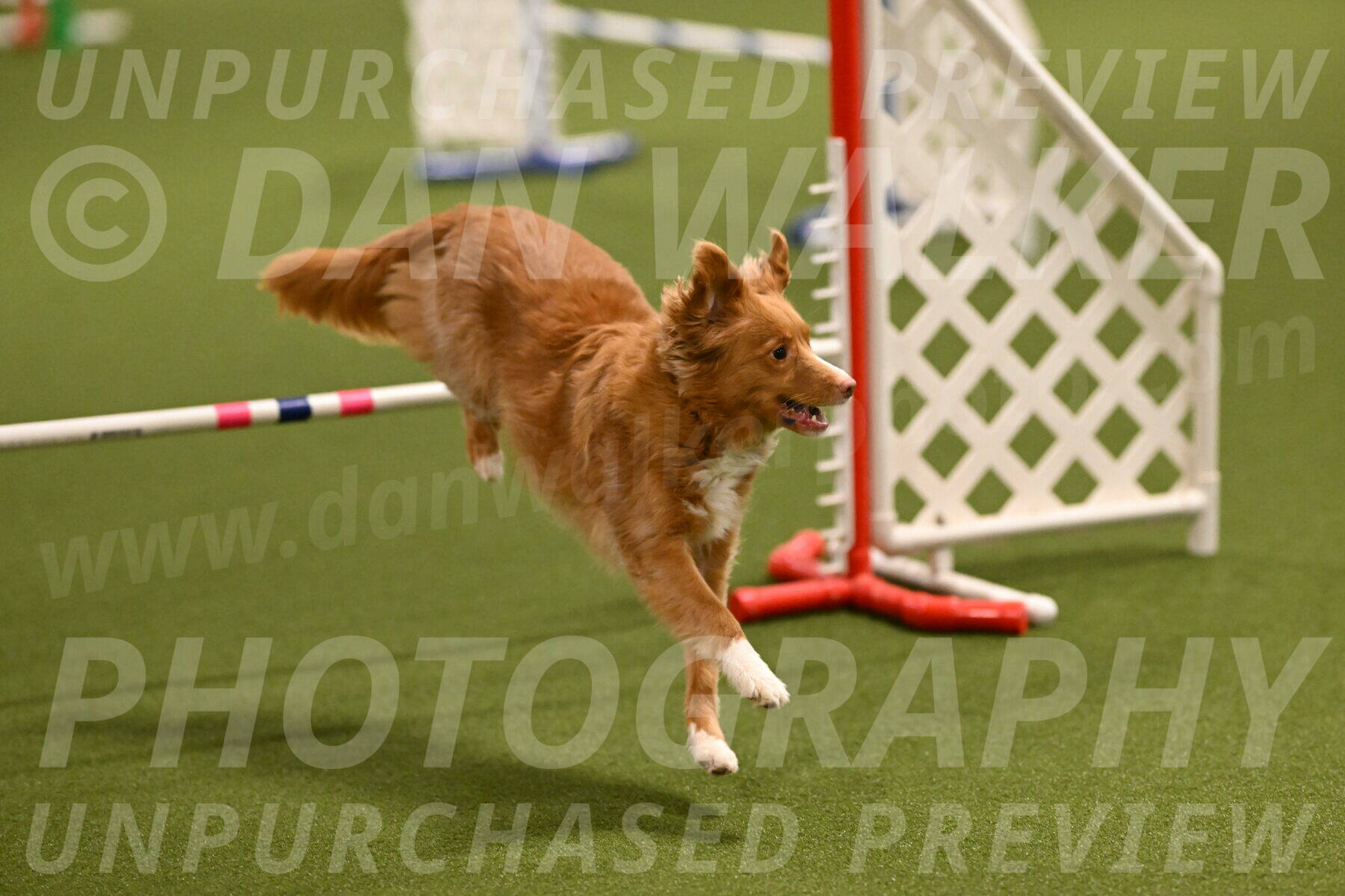 Basil-Cindy-Fink-02130