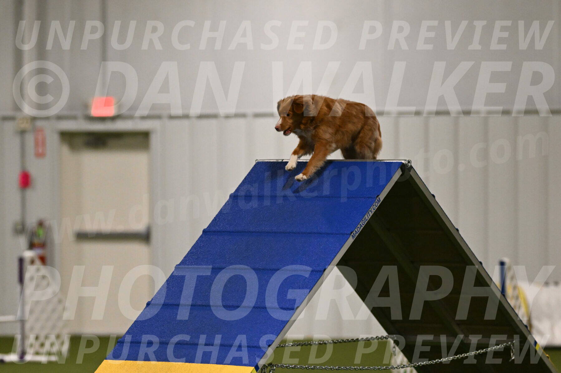 Basil-Cindy-Fink-02134