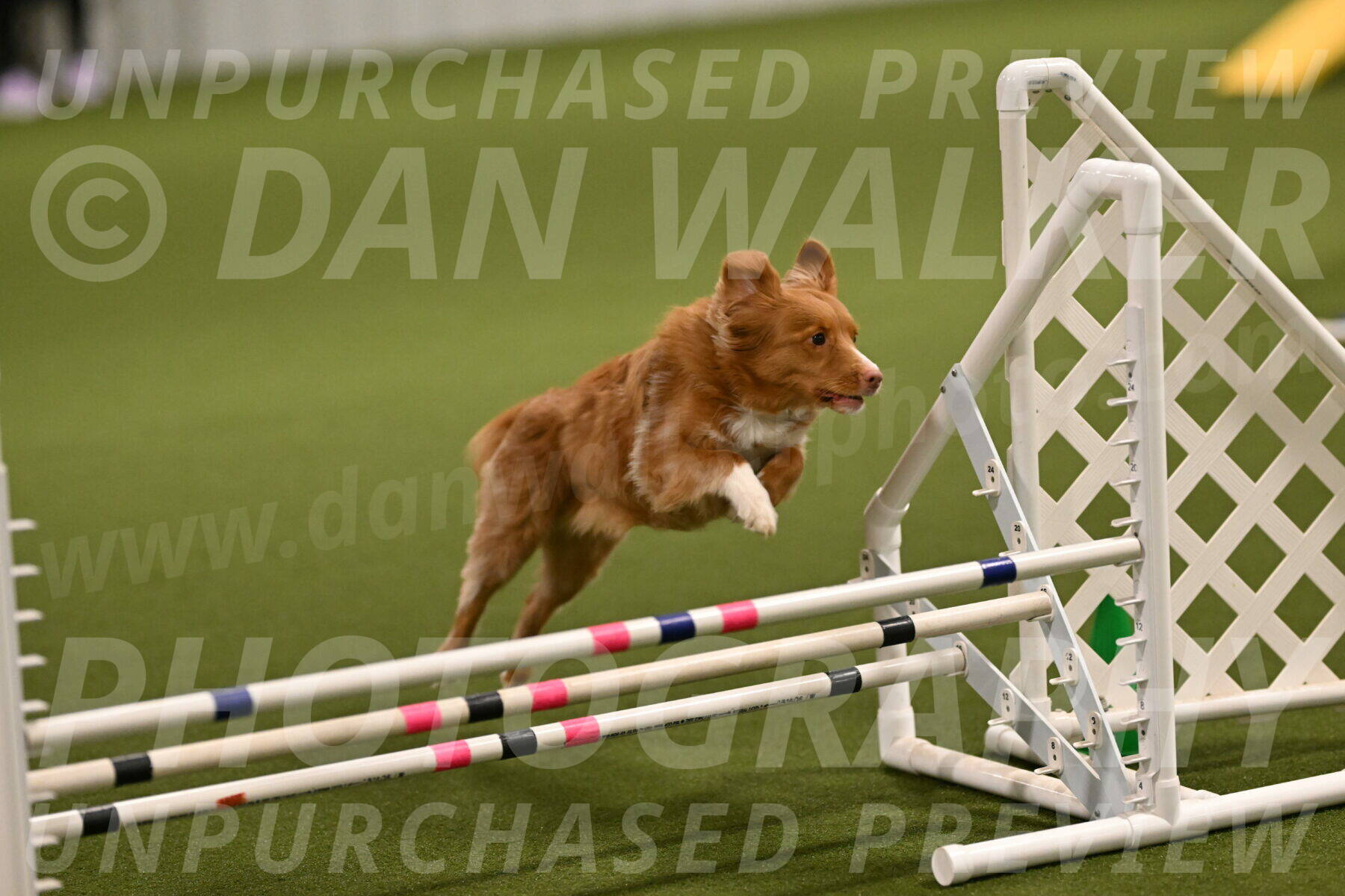 Basil-Cindy-Fink-02139