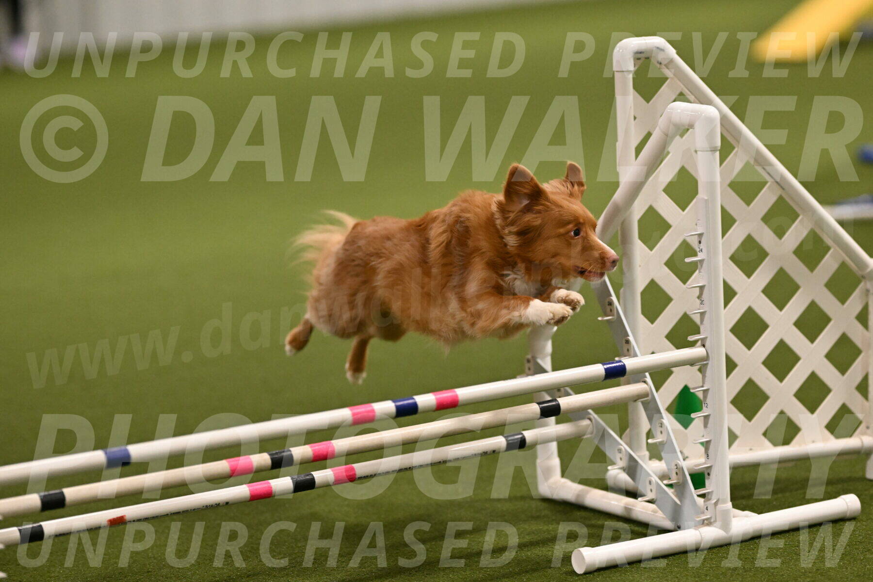 Basil-Cindy-Fink-02140