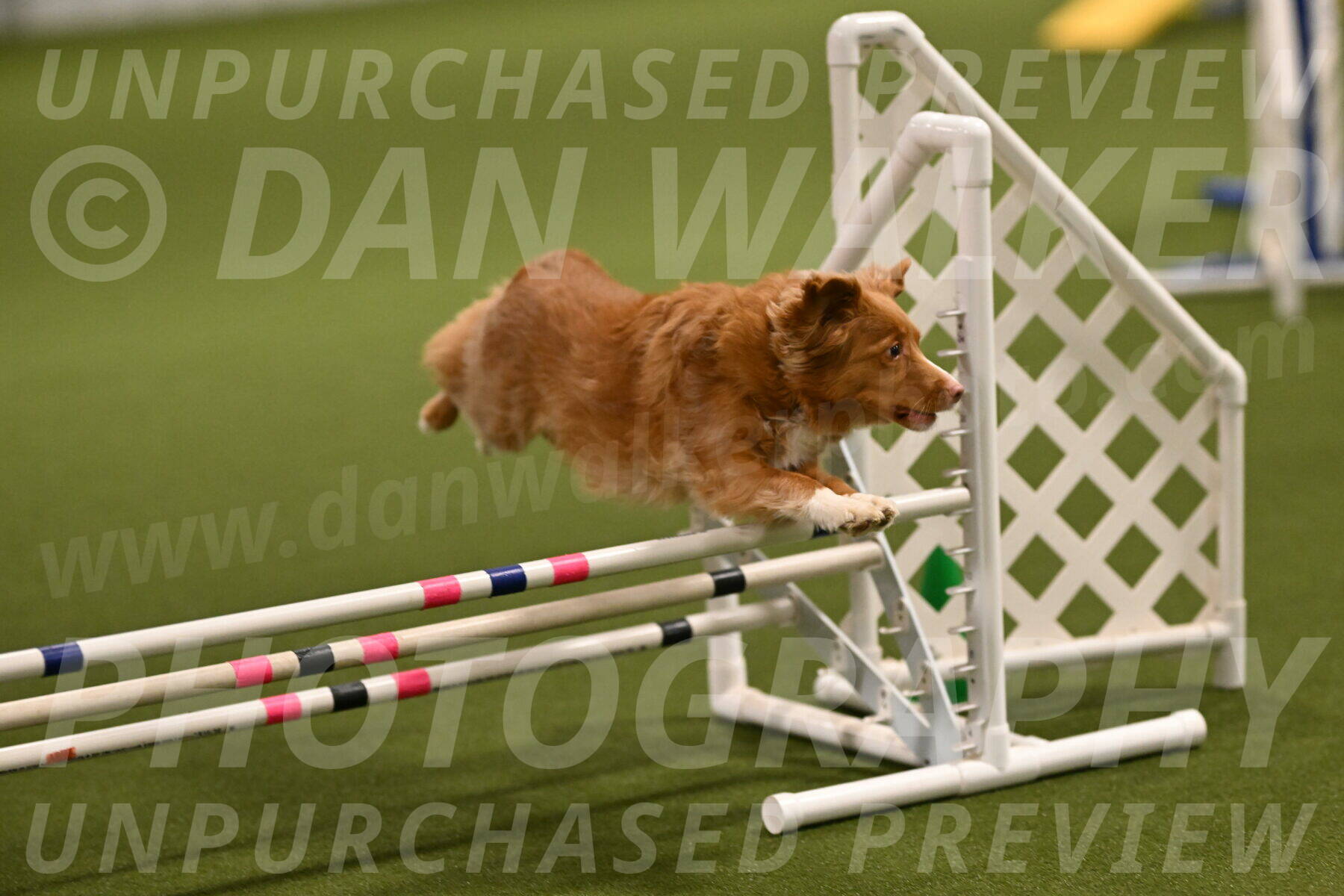 Basil-Cindy-Fink-02141