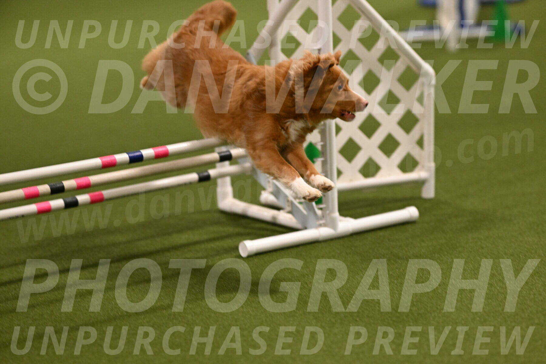 Basil-Cindy-Fink-02142