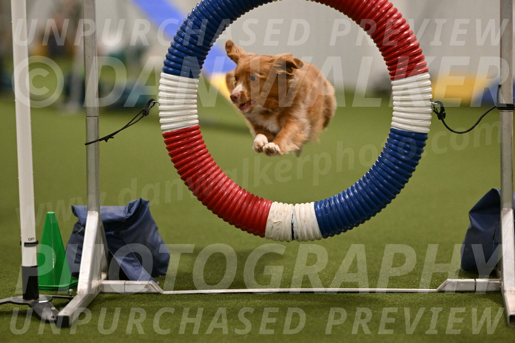 Basil-Cindy-Fink-02145