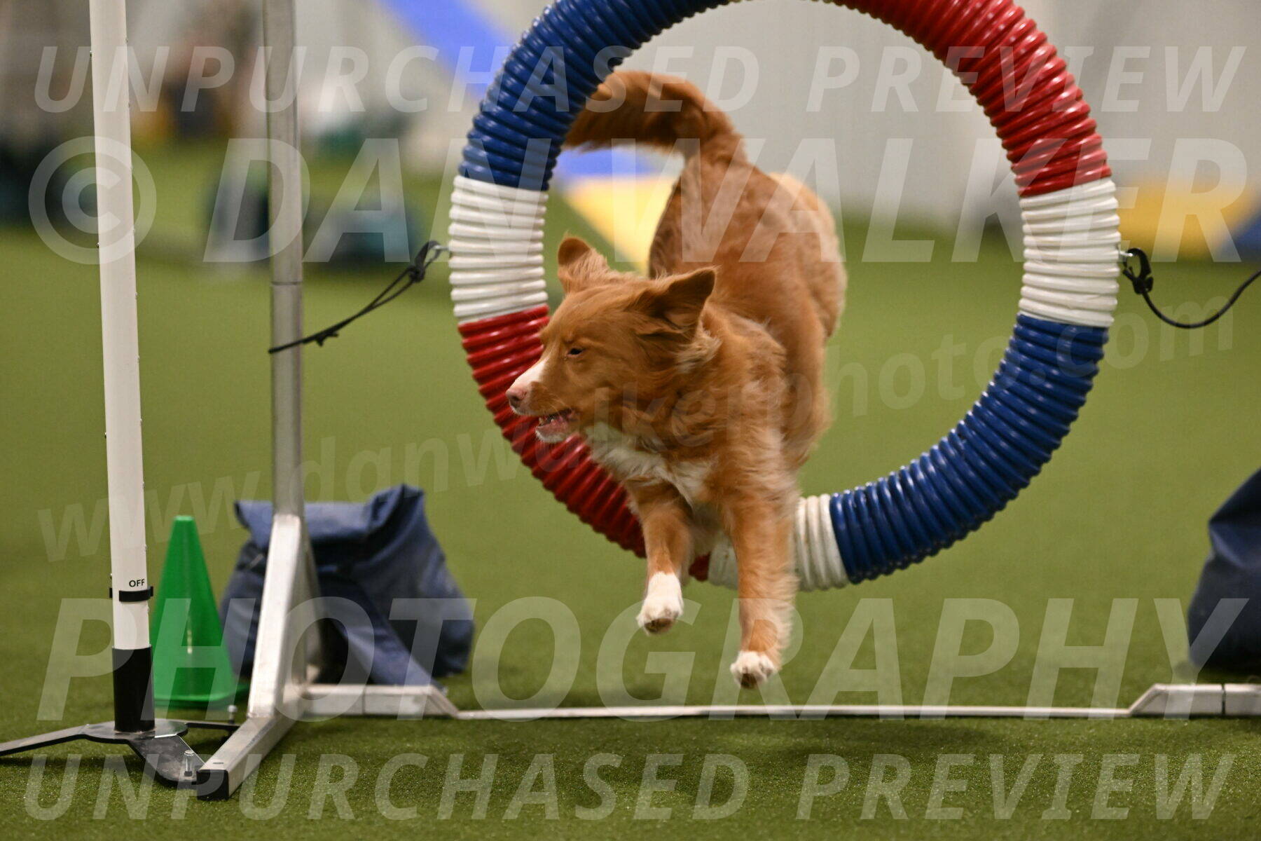 Basil-Cindy-Fink-02147