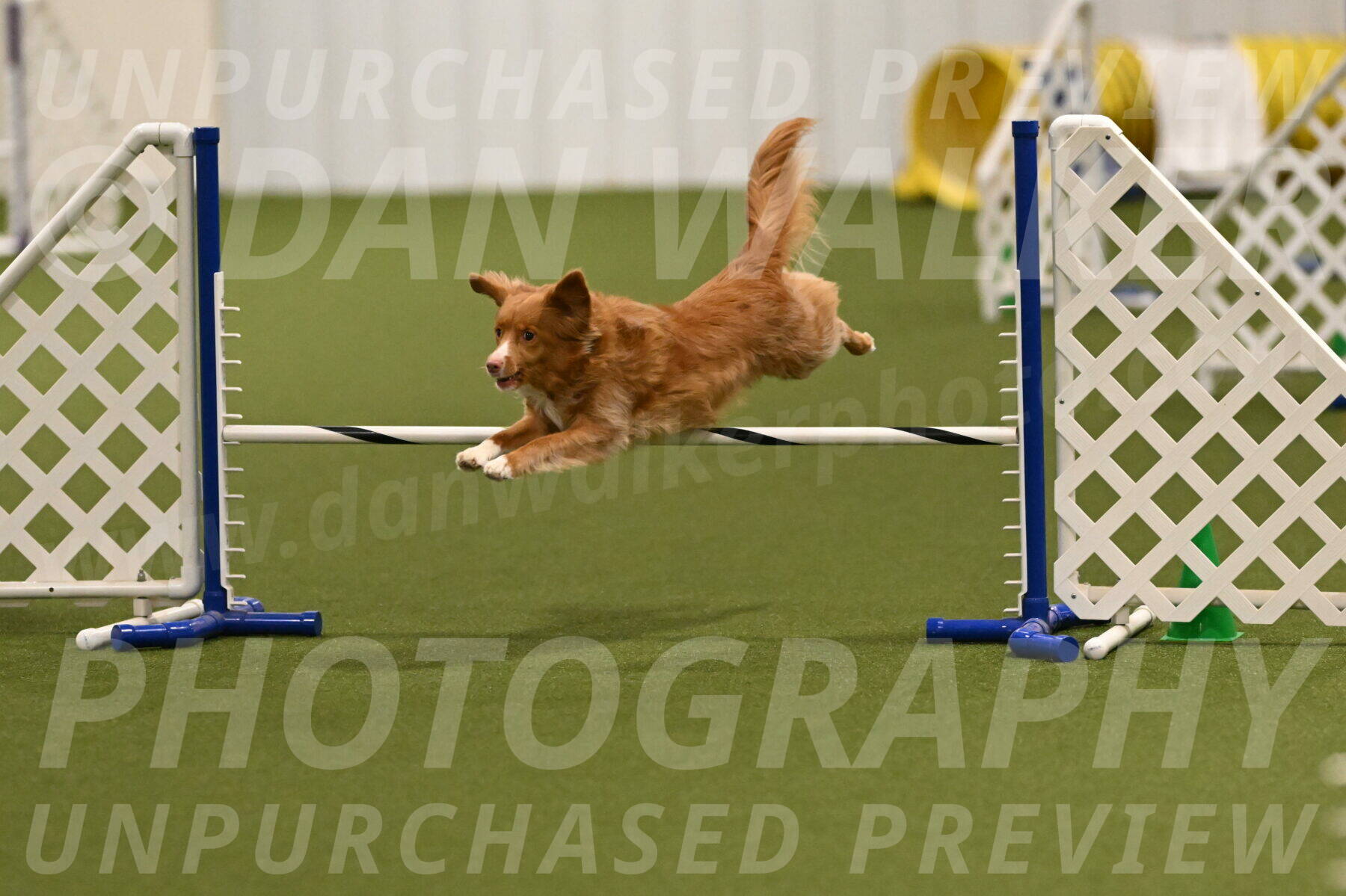 Basil-Cindy-Fink-02148