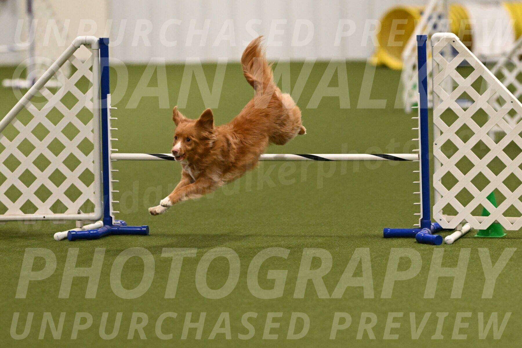 Basil-Cindy-Fink-02149