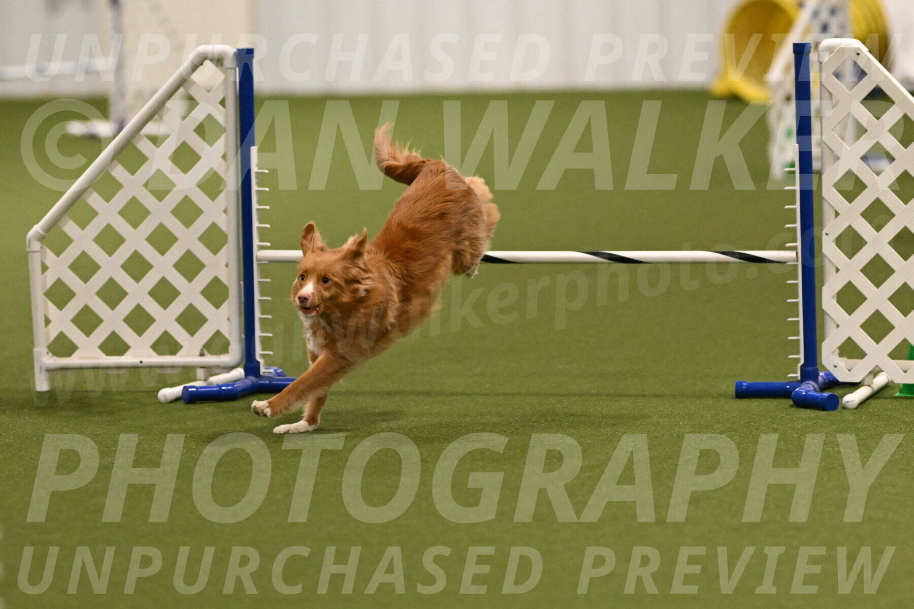 Basil-Cindy-Fink-02150