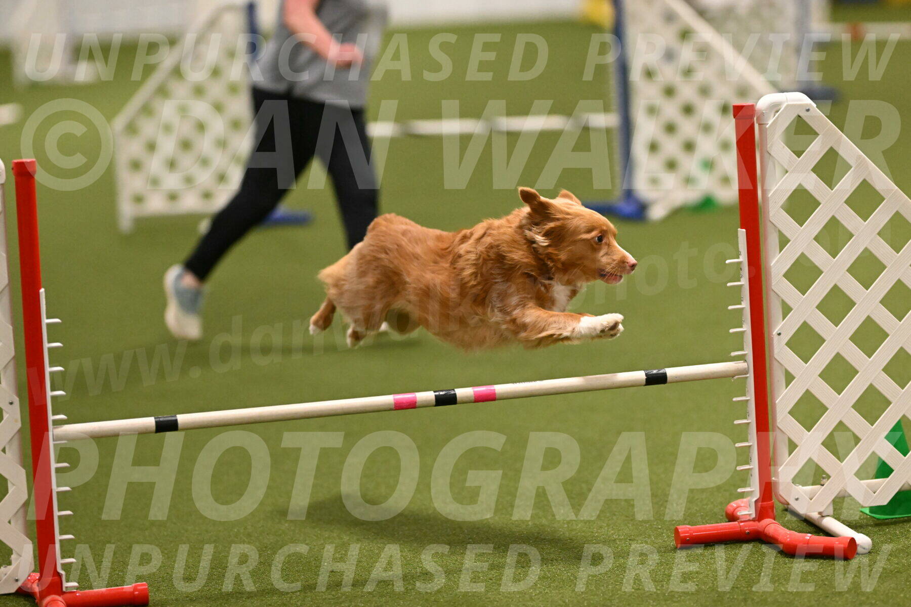 Basil-Cindy-Fink-02153