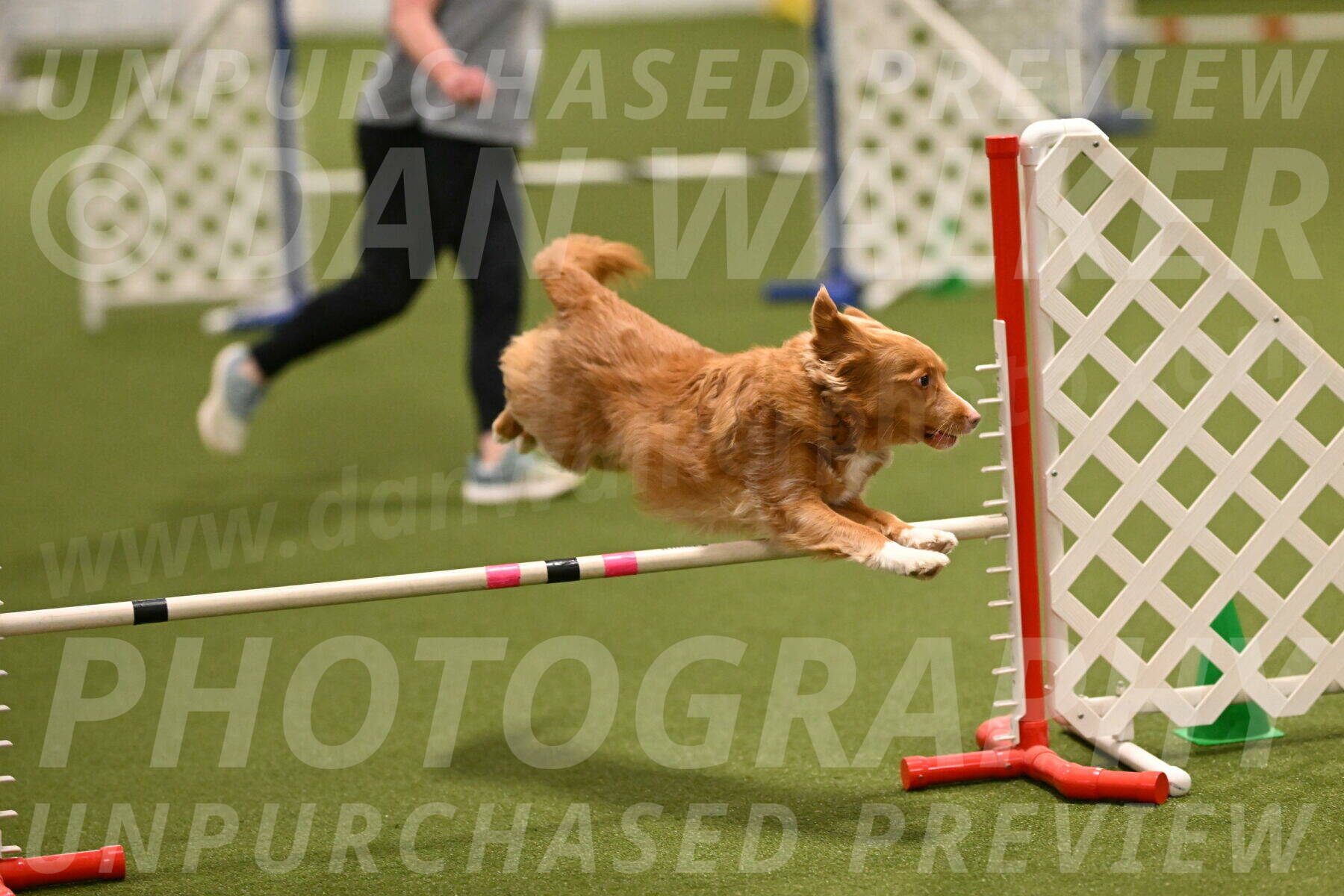 Basil-Cindy-Fink-02154