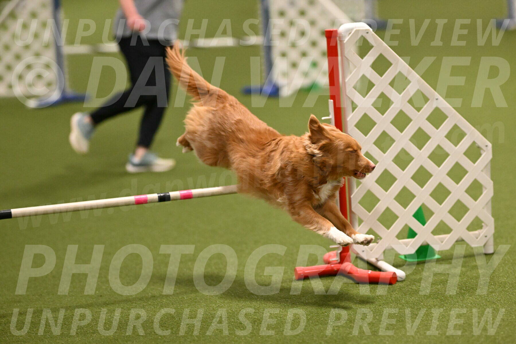 Basil-Cindy-Fink-02155