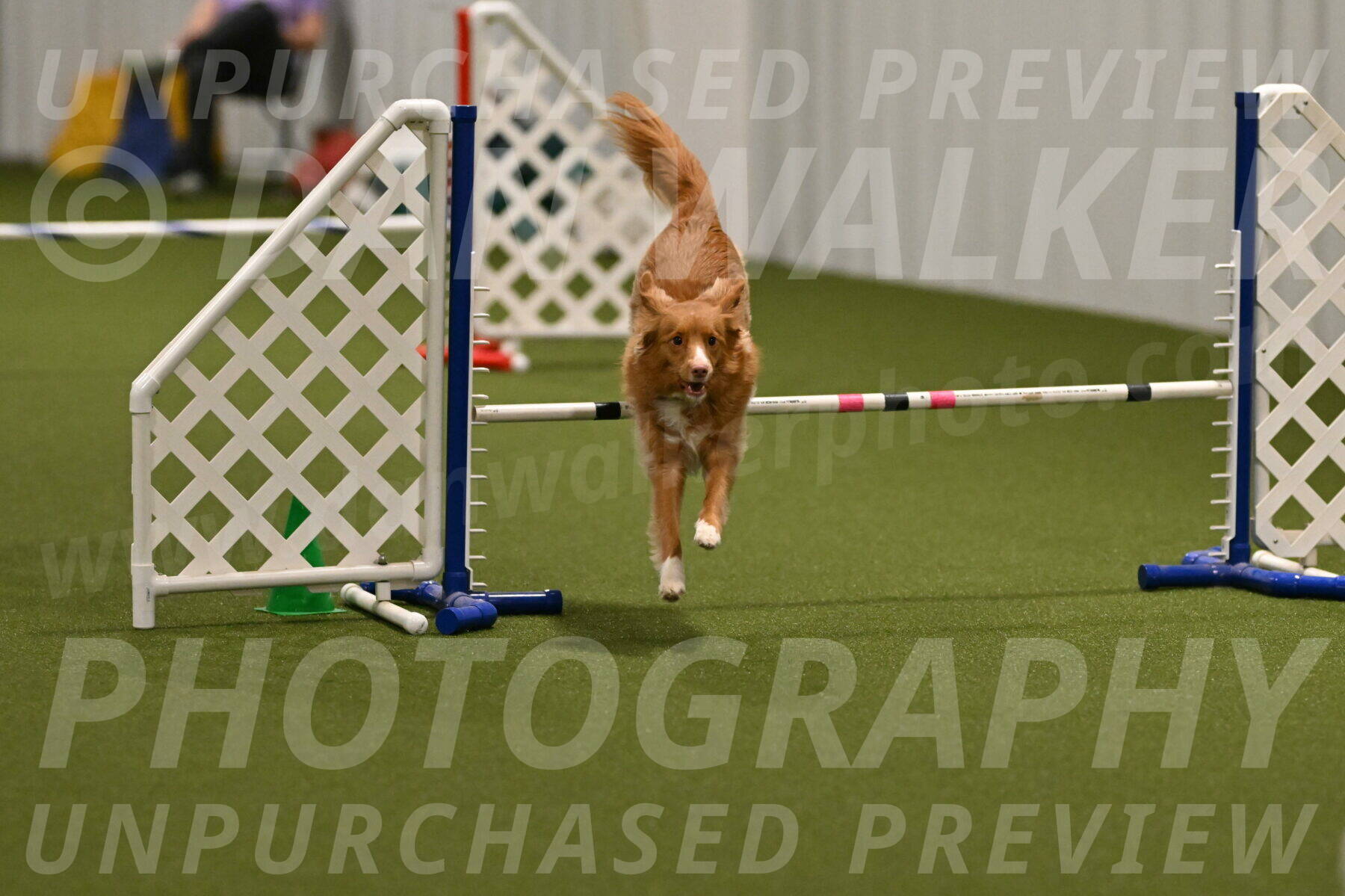 Basil-Cindy-Fink-02156