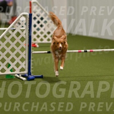 Basil-Cindy-Fink-02156