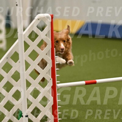 Basil-Cindy-Fink-02157