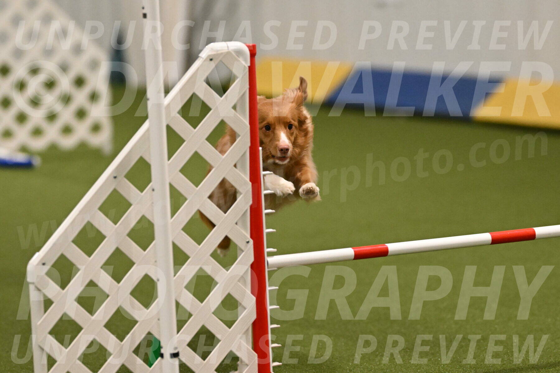 Basil-Cindy-Fink-02157