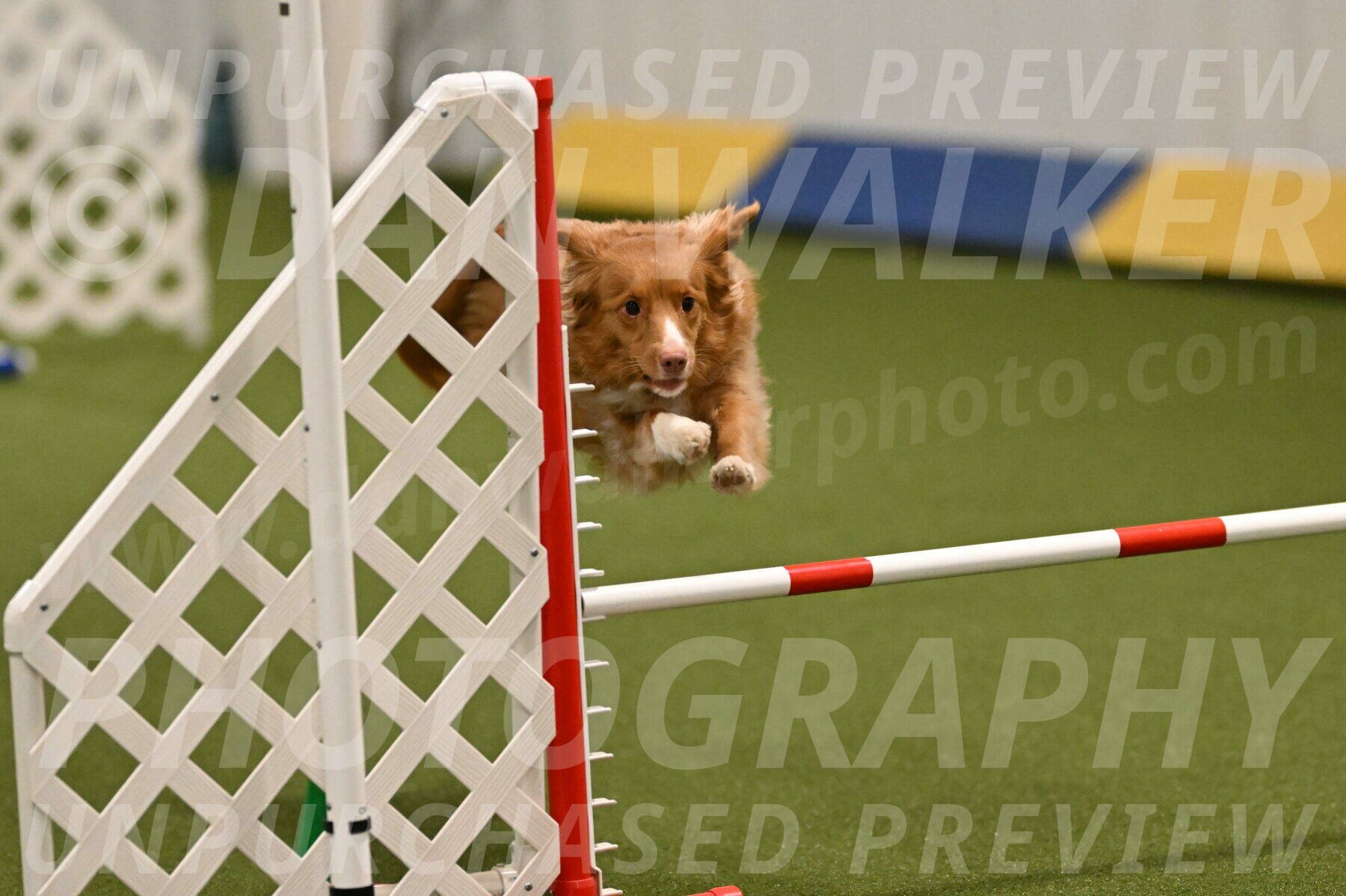 Basil-Cindy-Fink-02158