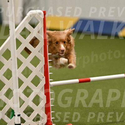 Basil-Cindy-Fink-02158