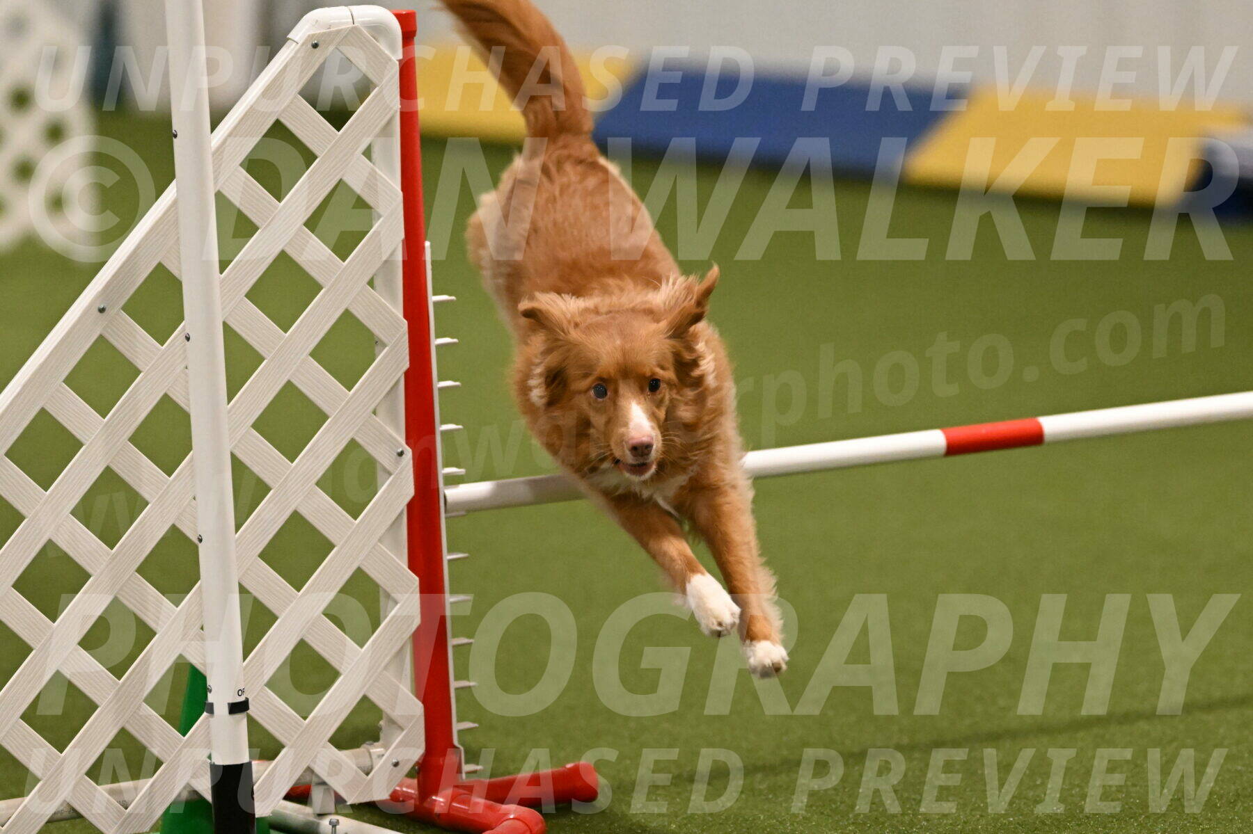 Basil-Cindy-Fink-02159