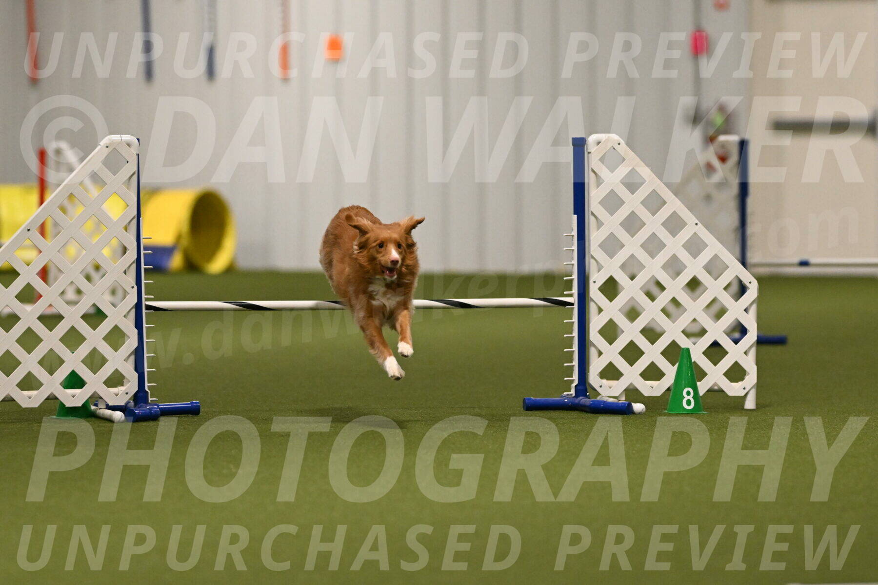 Basil-Cindy-Fink-02160