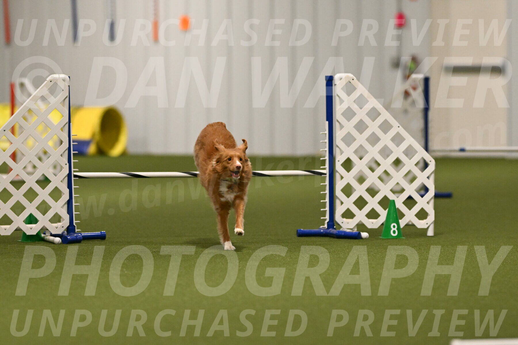 Basil-Cindy-Fink-02161