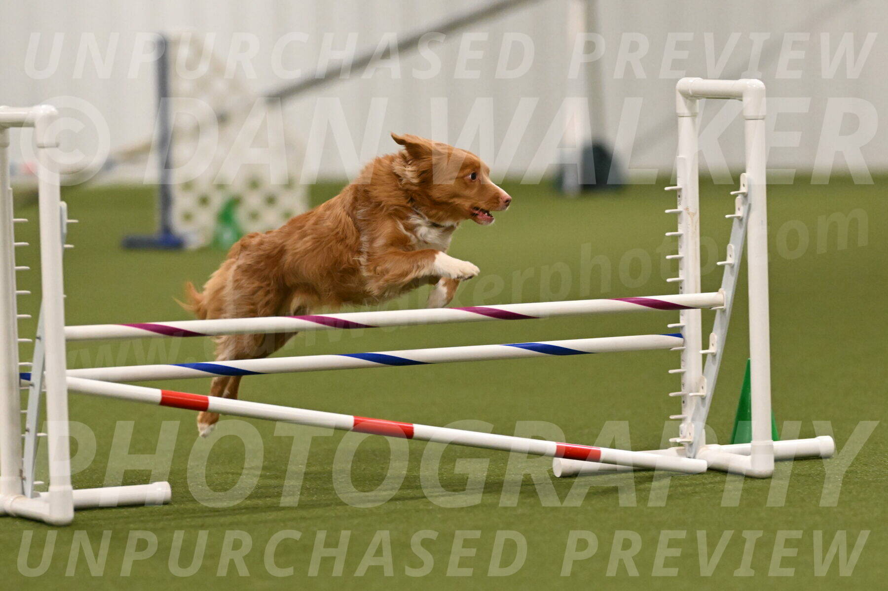 Basil-Cindy-Fink-02162