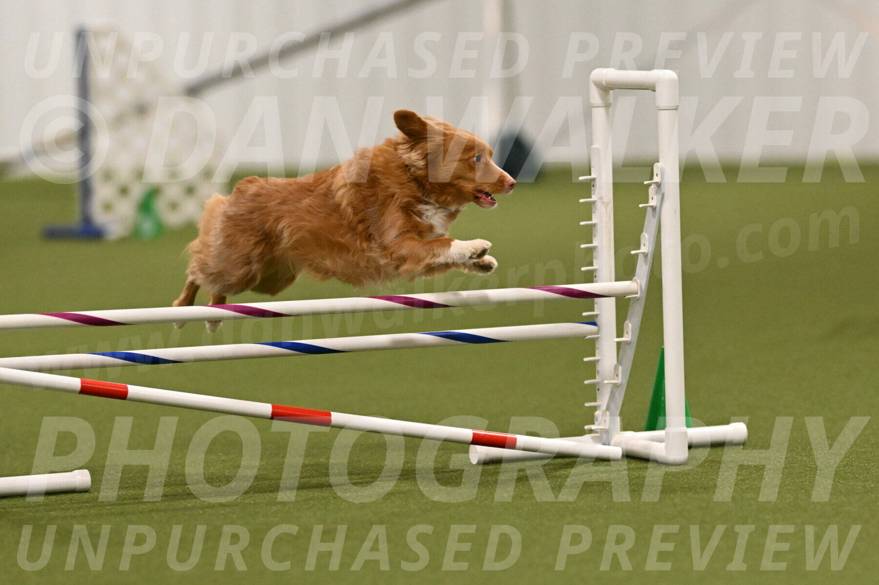 Basil-Cindy-Fink-02163