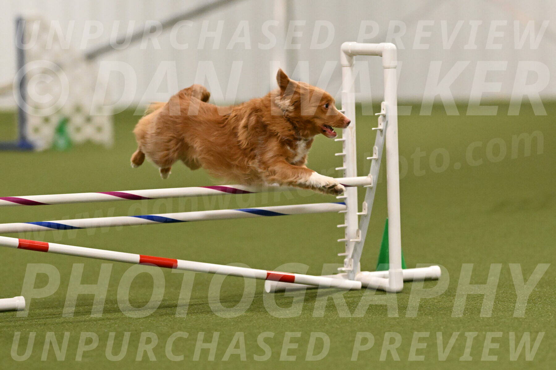 Basil-Cindy-Fink-02164