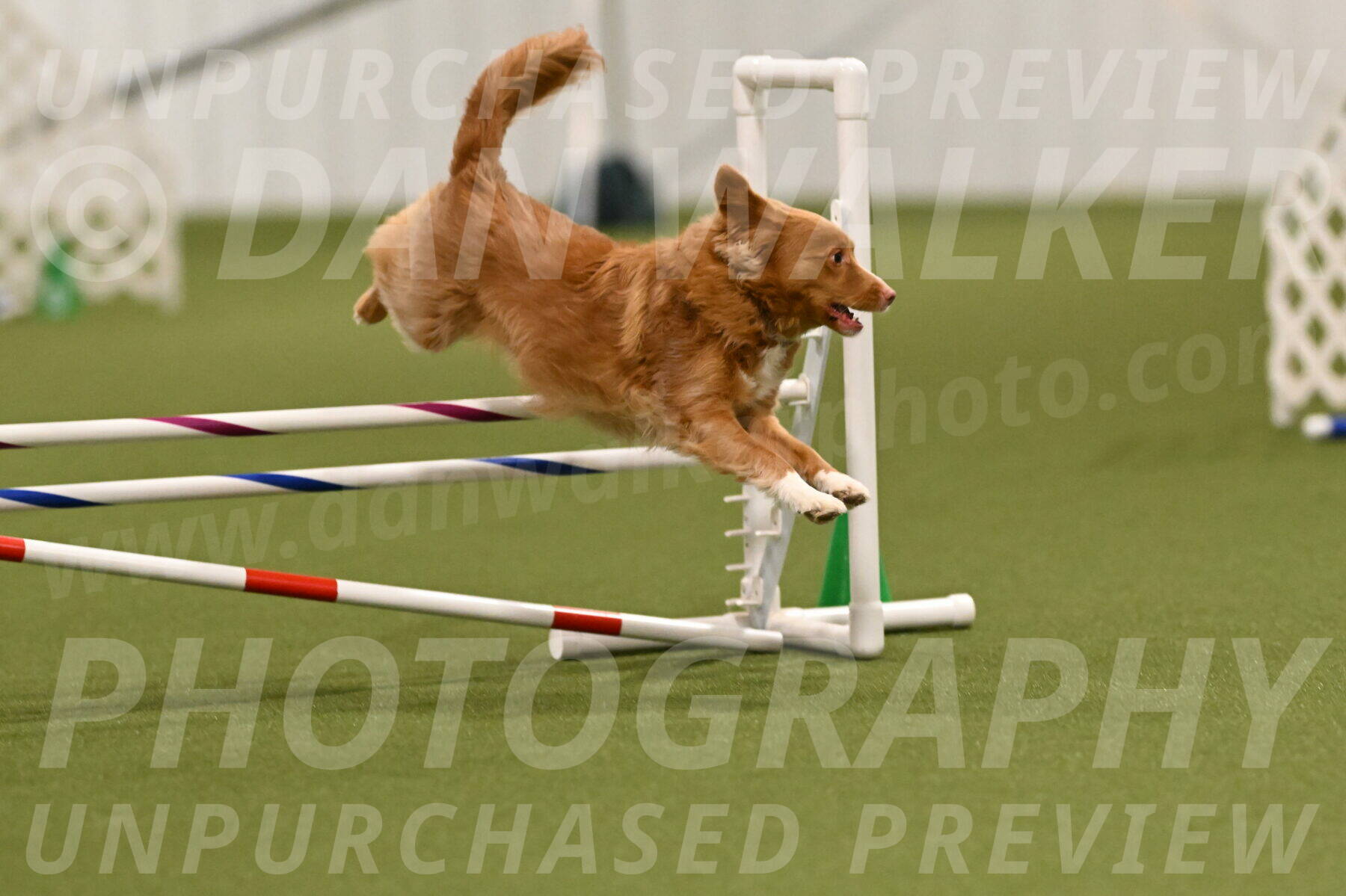 Basil-Cindy-Fink-02165