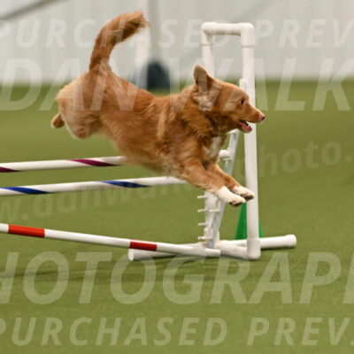 Basil-Cindy-Fink-02165